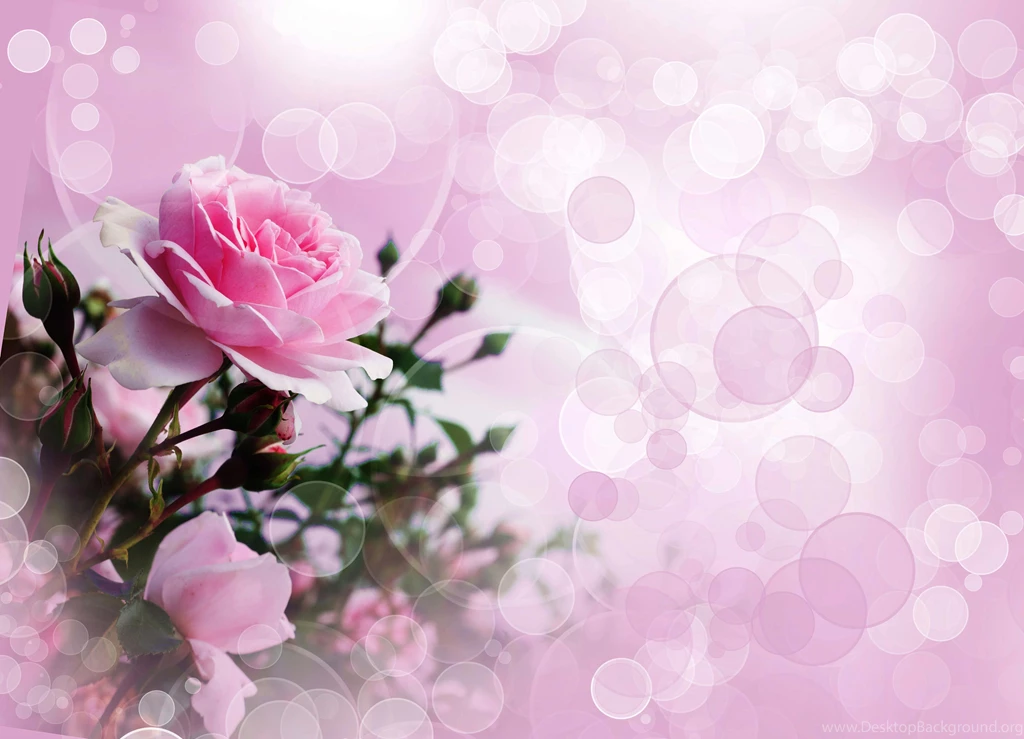 Flowers Rose Wallpapers Free Ndemok.com
