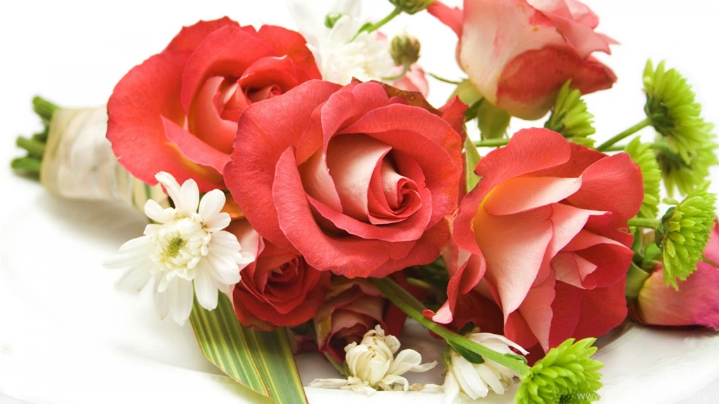 Red Roses On A Black Backgrounds Wallpaper, Rose Flower Images ...