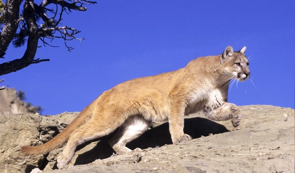Mountain Lion Blue Sky Wide Desktop Backgrounds High Resolution ...