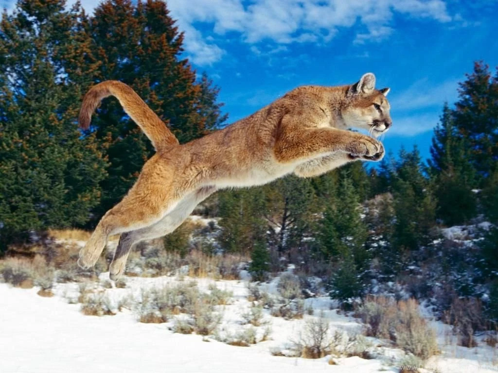 18746) Mac Mountain Lion Widescreen Backgrounds Wallpapers   WalOps.com