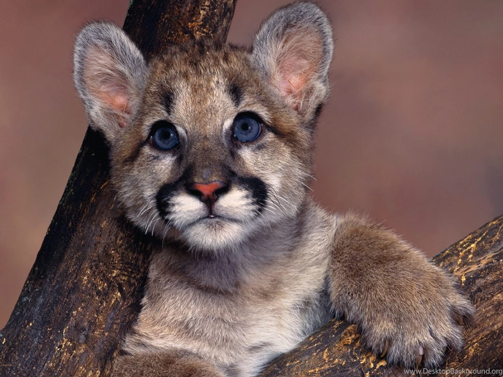 Desktop Wallpapers · Gallery · Animals · Baby Mountain Lion