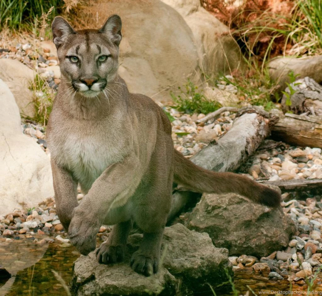 Cats: Puma Srboljub Cat Mountain Lion Cougar Nature 175 Desktop ...