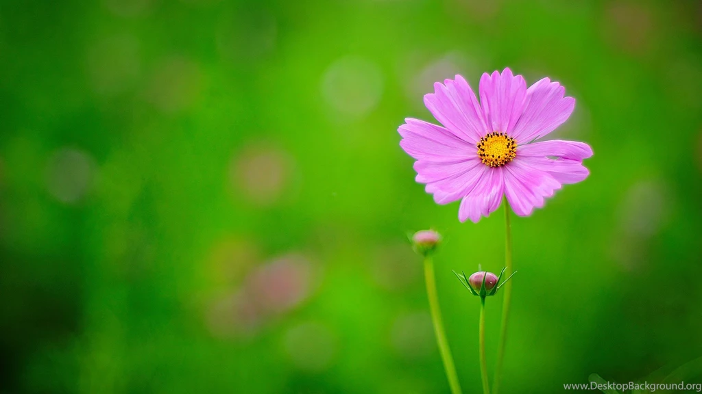 Flower New Hd Wallpapers Free Hd Wallpapers