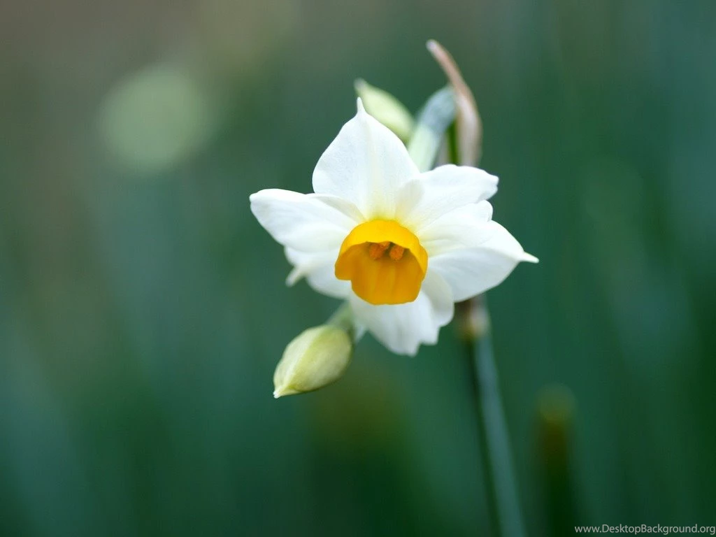 Daffodil Flowers Wallpapers HD Pictures