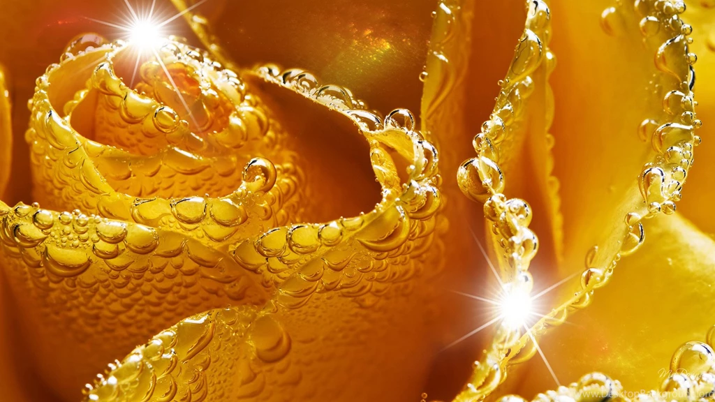 Glittering Rose Wallpapers, Rose Flower Images, Rose Pictures And ...