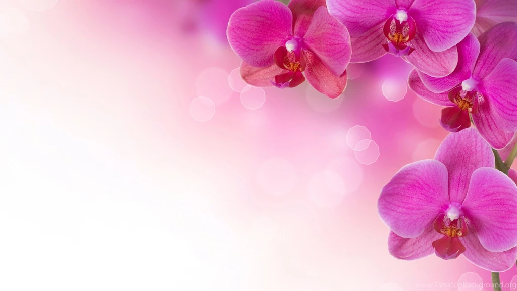 Pink Flowers Wallpapers