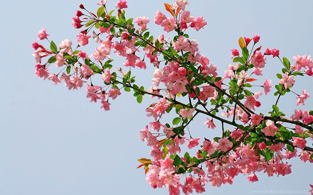 Top Begonia Flower Wallpapers