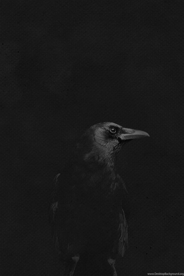 Crow On Black By Dave Riensche