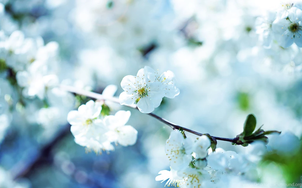 Flower Wallpaper: Real Flower Wallpapers HD Backgrounds Wallpapers ...