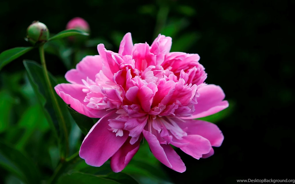 Flower Wallpaper: Real Flower Wallpapers High Definition HD ...