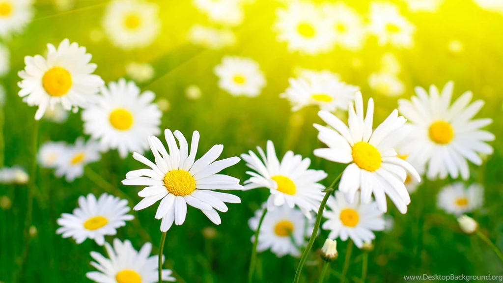 Flowers In A Lot Of Colors And Species