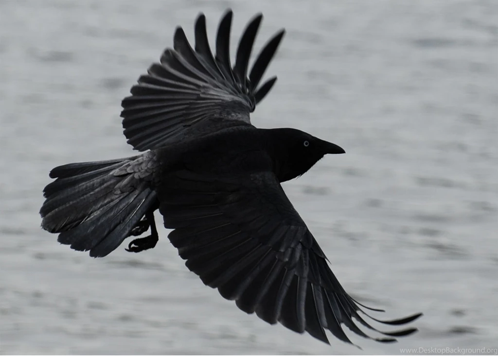 Nice Desktop Hd Wallpapers For Bird Crow   Free Hd Wallpapers