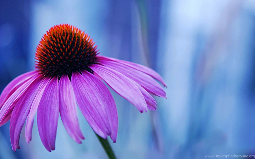 Flowers HQ Wallpapers And Pictures