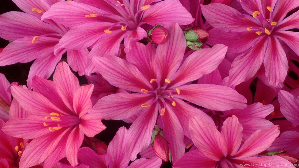 Real Flowers Backgrounds Wallpapers