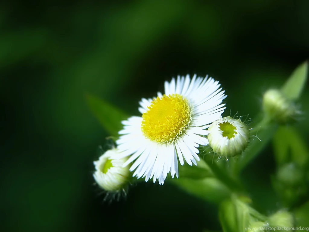 30+ Lovely Wallpapers And Pictures Of Flowers
