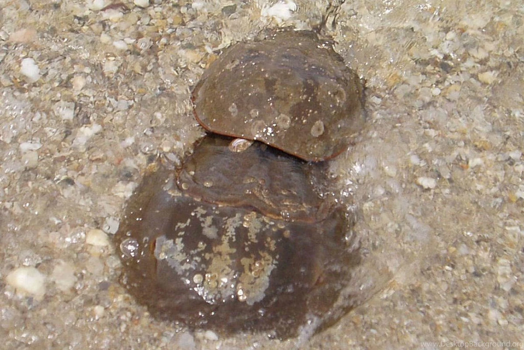Horseshoe Crab Wallpapers And Backgrounds   Animals Town