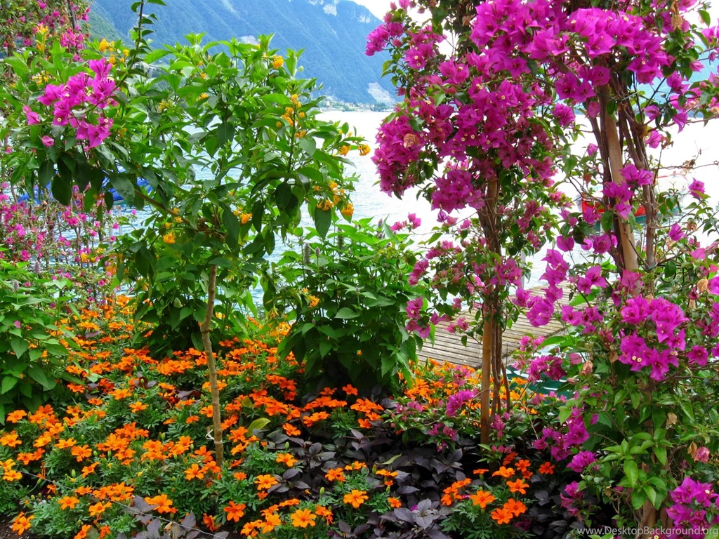 Real Flower Wallpapers 1080p : Flower Wallpapers Rakaruan.com