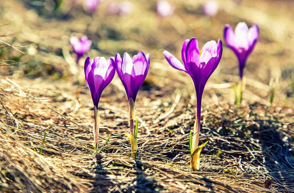 Flower Wallpaper: Real Flower Wallpapers 1080p HD Backgrounds ...