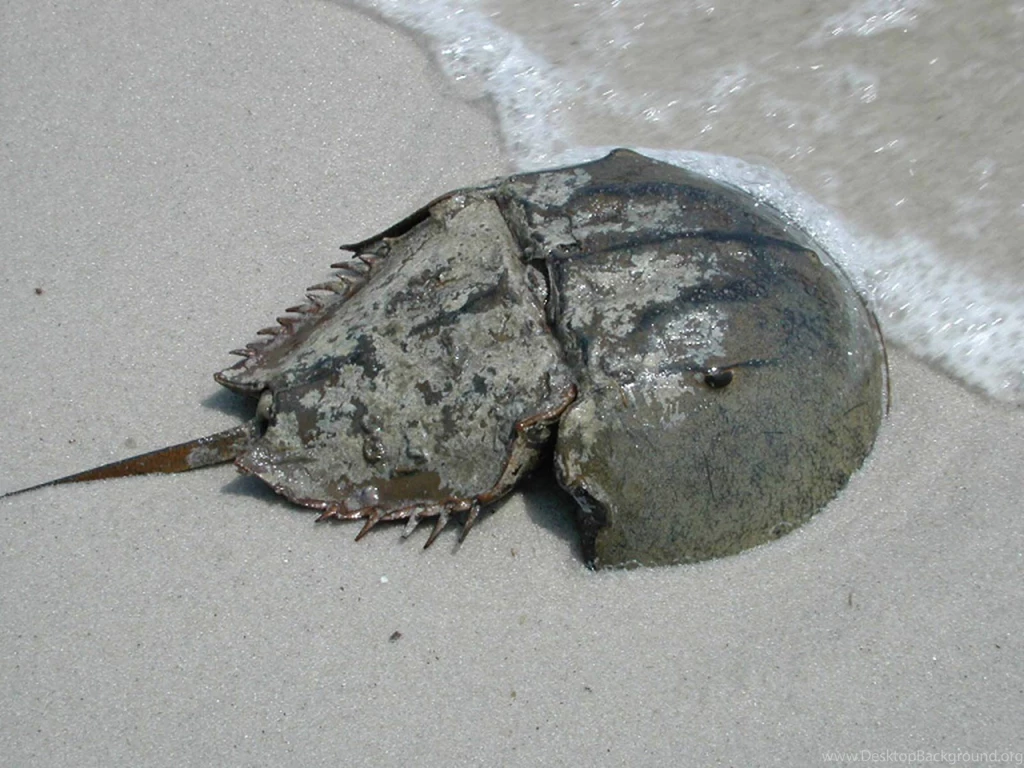 Free Horseshoe Crab Wallpapers Download Animals Town