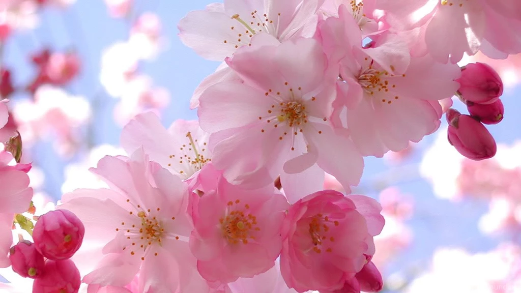 Cherry Blossom Free Wallpaper Backgrounds