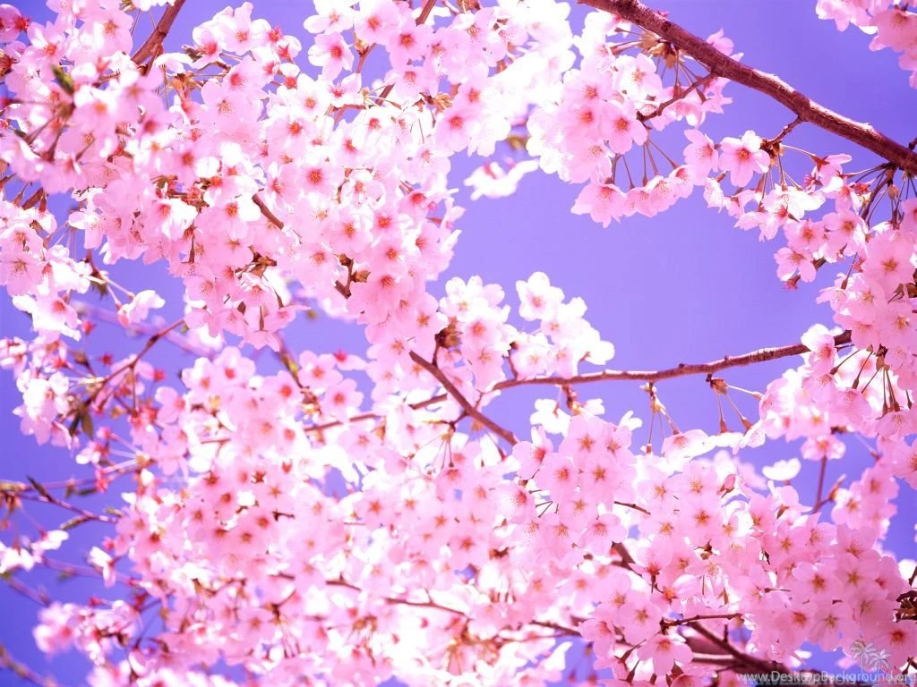Cherry Blossom Free Wallpapers Downloads