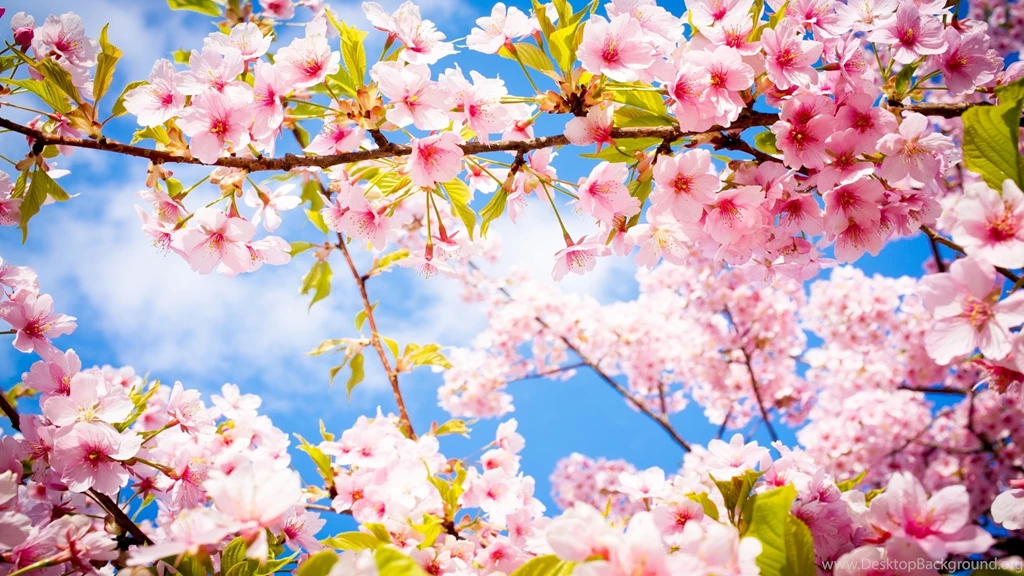 Awesome Gorgeous Cherry Blossom Wallpapers