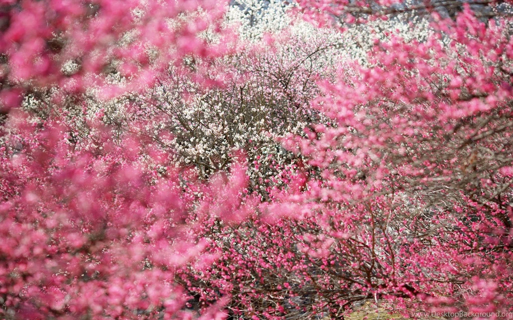 Cherry Blossoms Japan Wallpapers » WallDevil Best Free HD Desktop ...