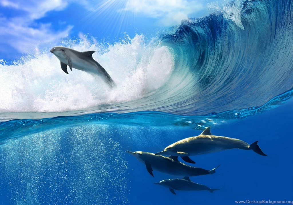 Index Of /scraper/data/alphacoders/Dolphin Wallpapers