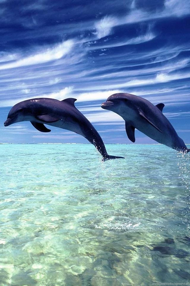 Iphone Dolphins Animal Backgrounds 254