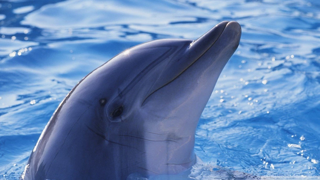 Dolphins: MUM BUB Beautiful Sea Nature Dolphins Dolphin Best ...