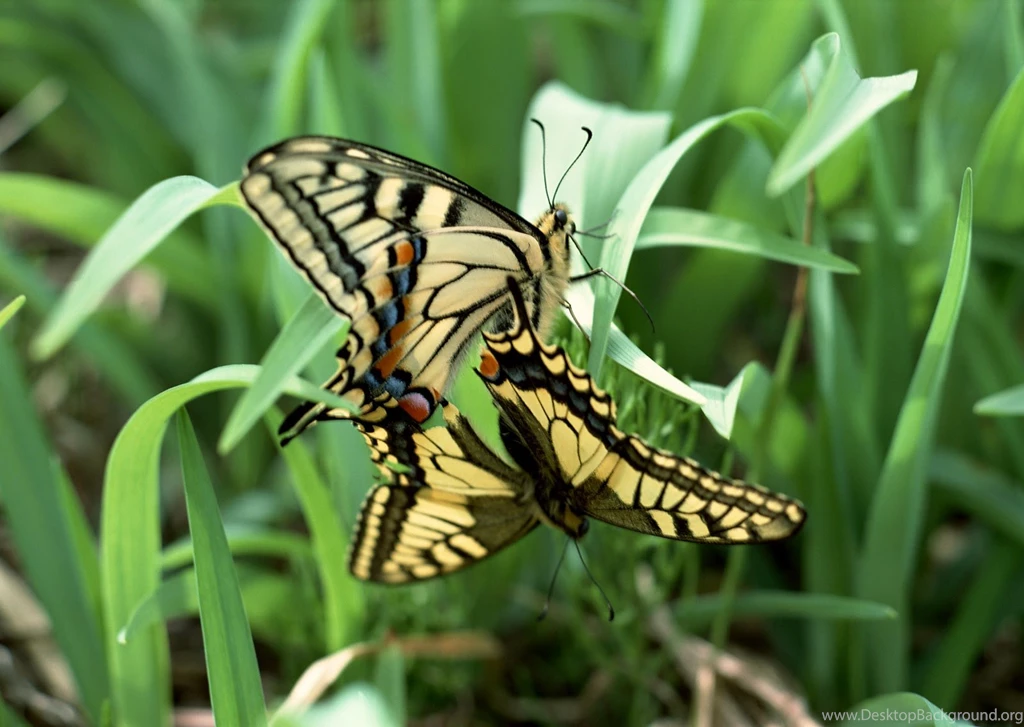 Hd Wallpapers For Android Tablet Free Download