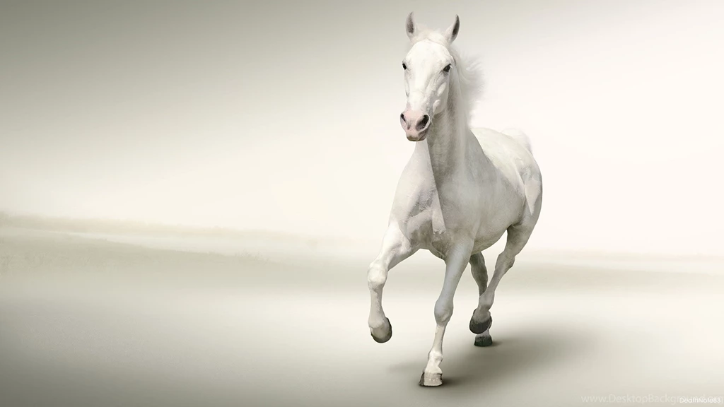 White Horse Wallpapers   HD Wallpaper Backgrounds Of Your Choice