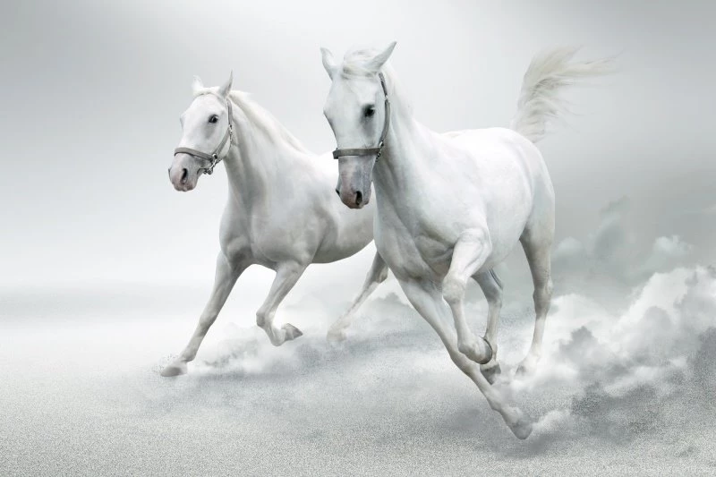 Beautiful Wallpapers: White Horse Wallpapers