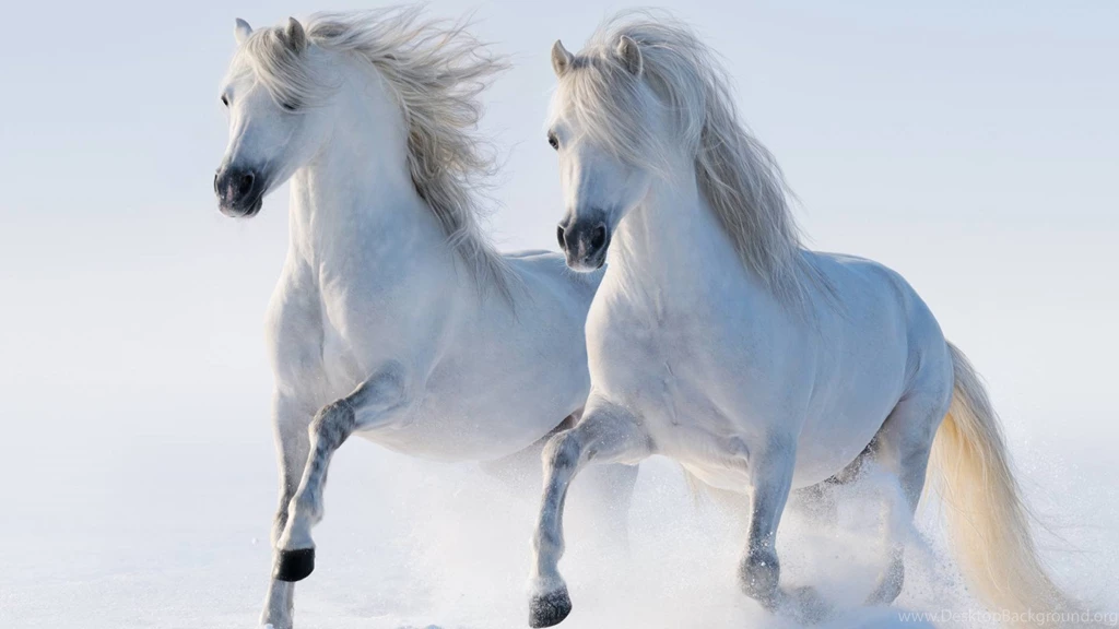 White Horse Wallpaper Images : Animal Wallpapers   Rakaruan.com