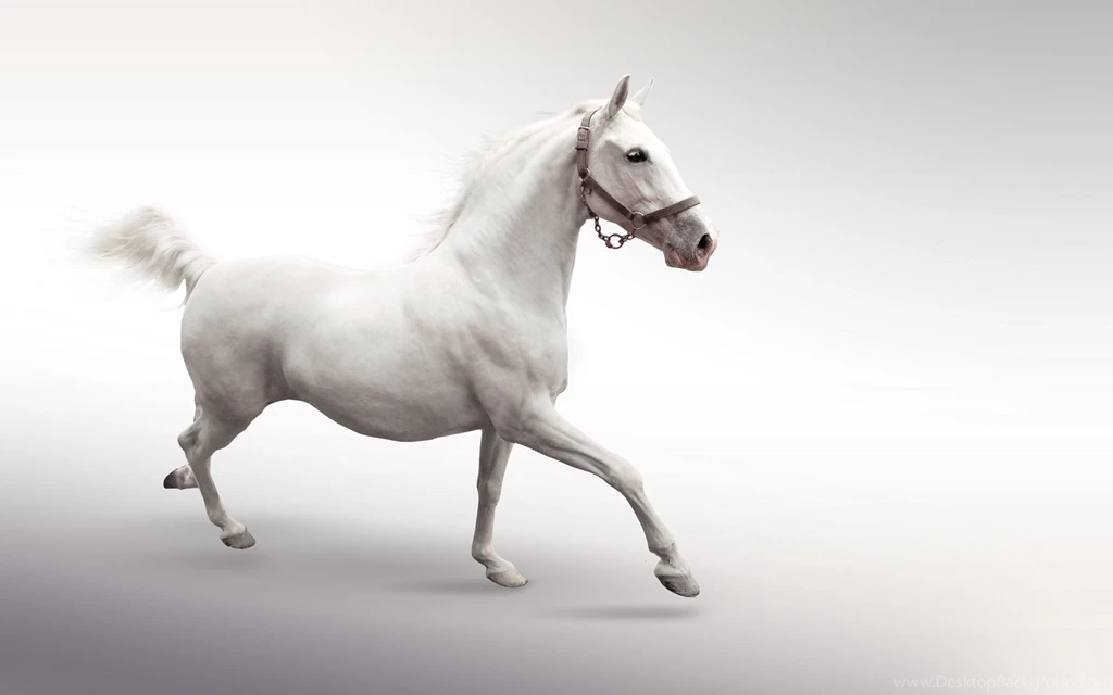 White Horse Wallpapers