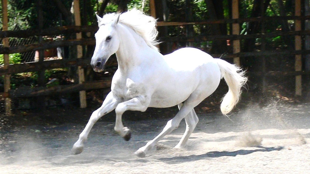 High Resolution Beautiful Animal White Horse Wallpapers HD 6 Full ...