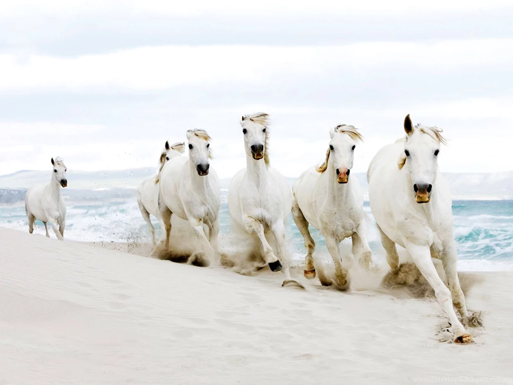 6815625 white horse wallpapers