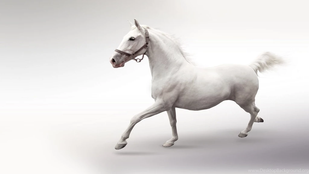 High Resolution Beautiful Animal Running White Horse Wallpapers HD ...