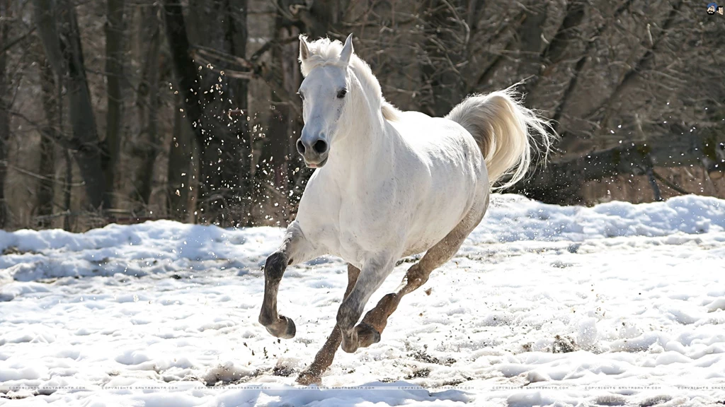 High Resolution Beautiful Animal Running White Horse Wallpapers HD ...