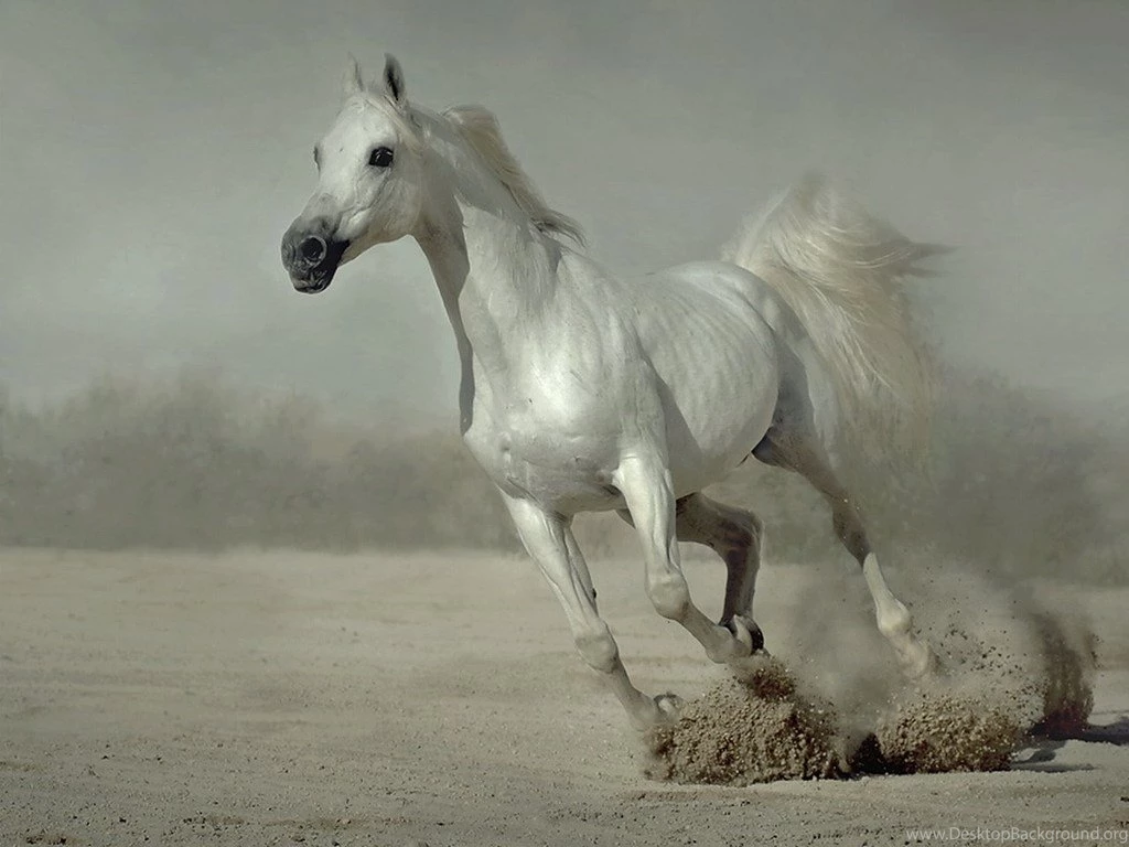 White Running Horses Wallpapers
