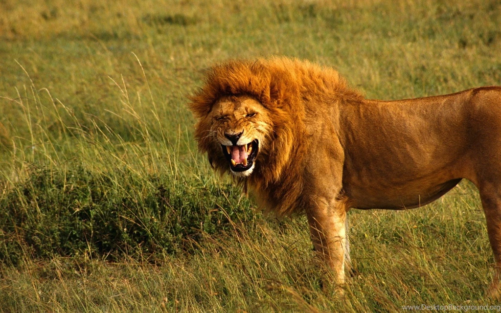 Lion Pictures HD Wallpapers Lion HD Animal Wallpapers