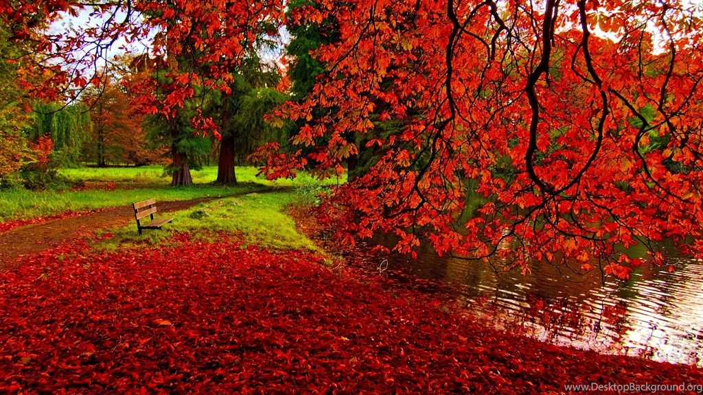 Fall Leaves Backgrounds Wallpapers