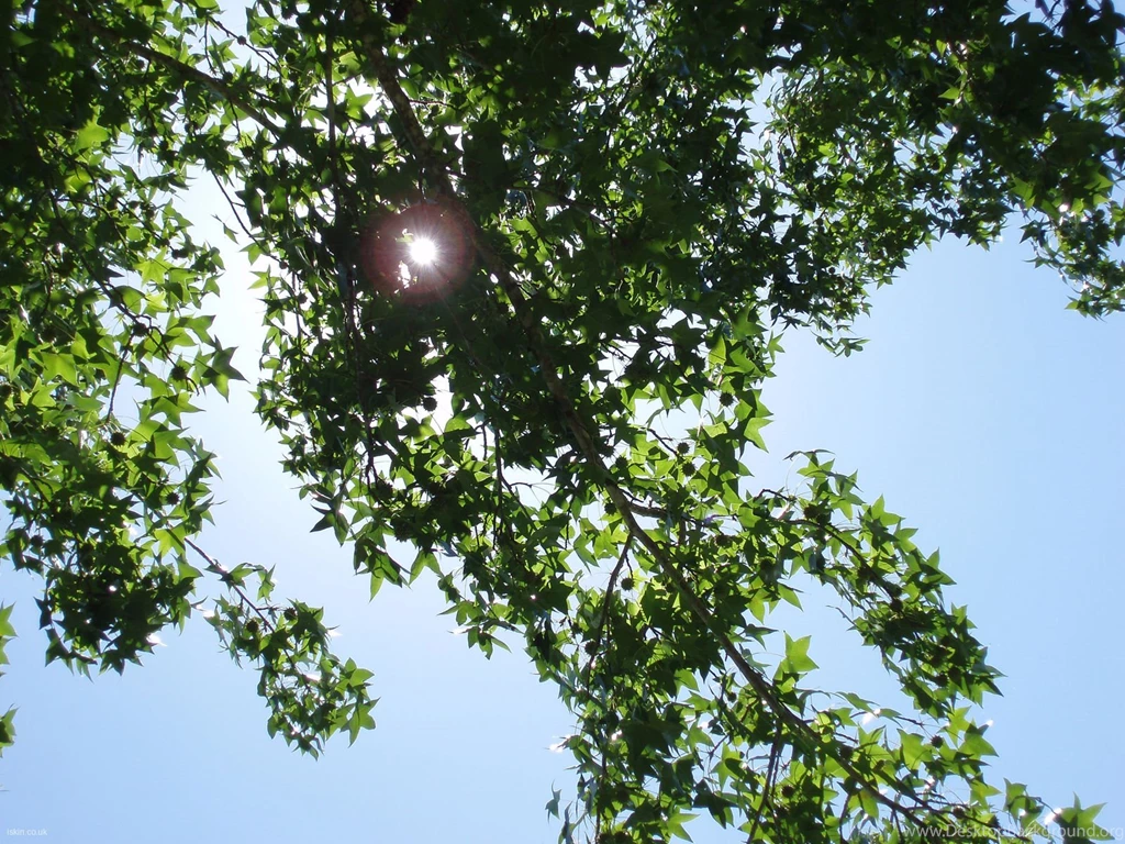 Organic Sunlight Desktop Wallpapers