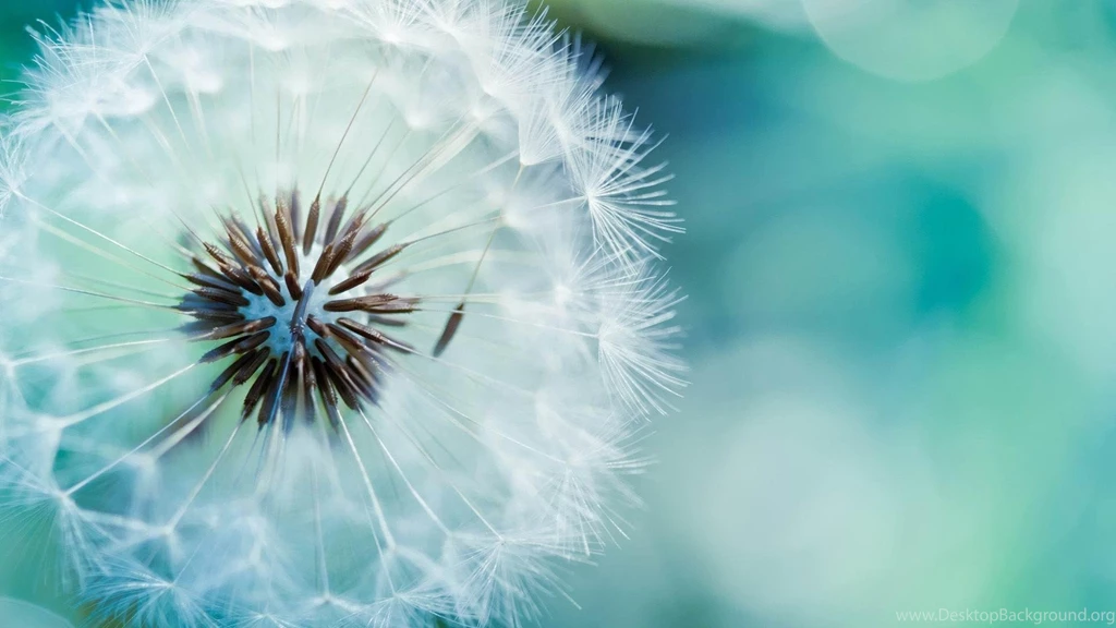 Flower Wallpapers Tumblr Collection (33+)