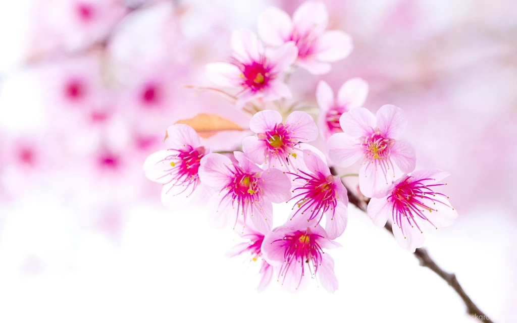Download Sakura Flower Wallpapers