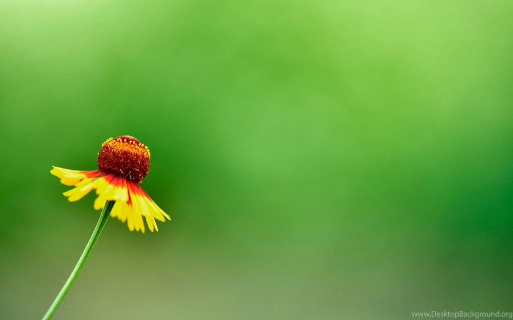 921589 Yellow Flower Wallpapers