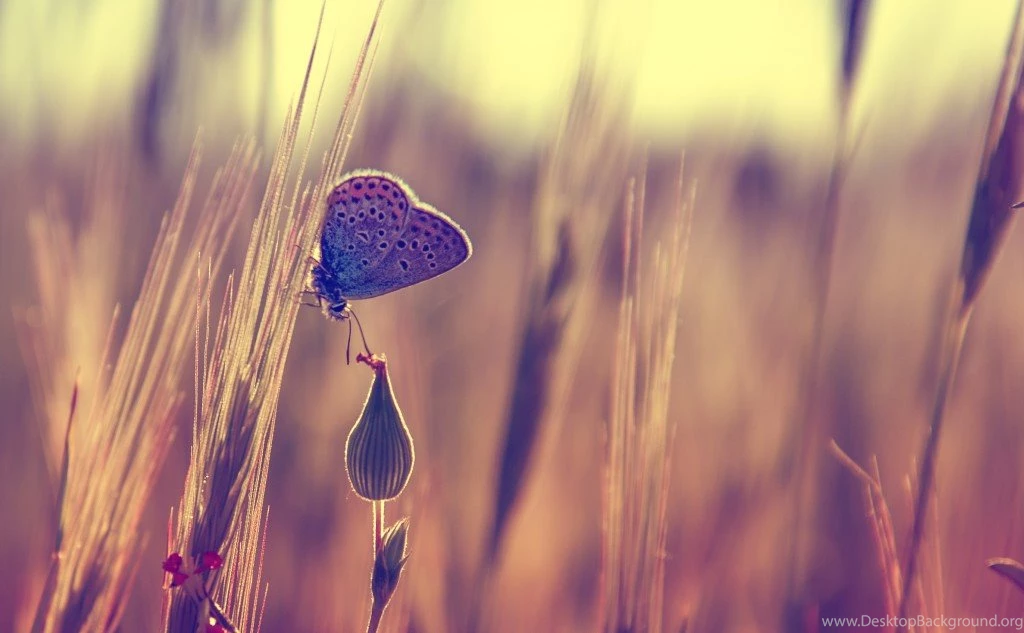 New Year Wallpapers Desktop Wallpapers Hd Widescreen Free Download ...