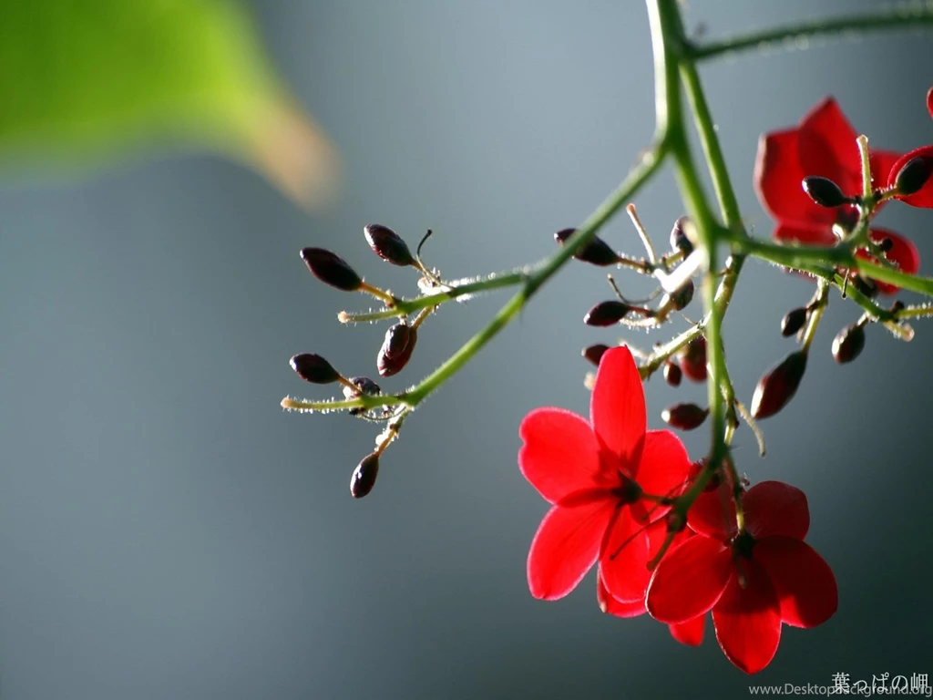 Most Popular Photos And Wallpapers: Most Beautiful Wallpapers ...