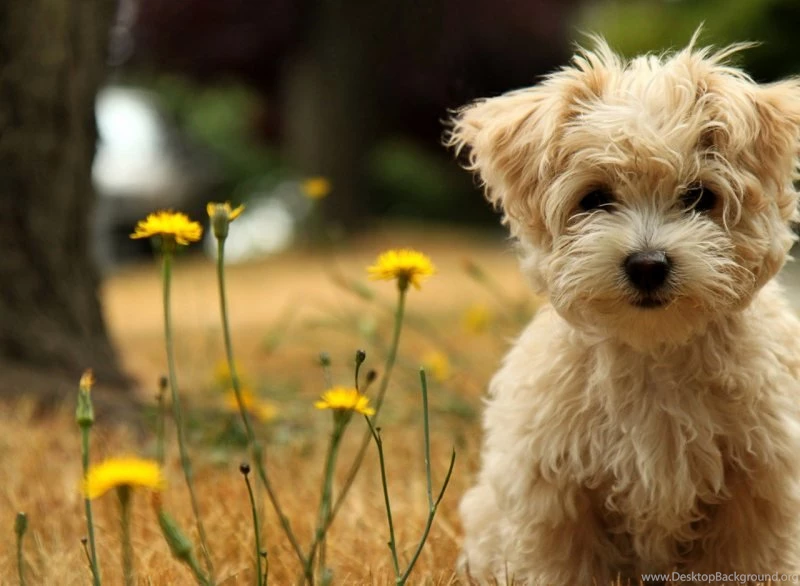 Download Windows Theme At Free Download 64