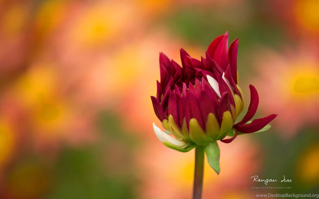 Garden Glance" Microsoft Theme HD Wallpapers Flowers And ...